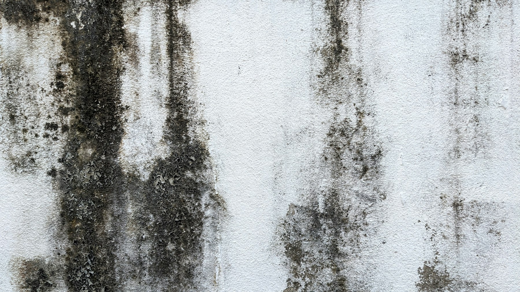 Mold growth on a white wall